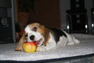 Beaglewelpe frisst Apfel